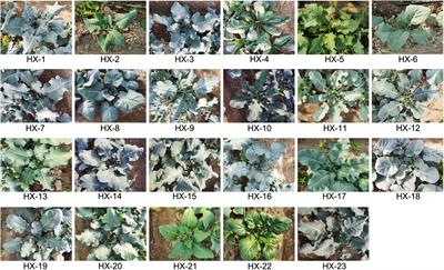 Development of GBTS and KASP Panels for Genetic Diversity, Population Structure, and Fingerprinting of a Large Collection of <mark class="highlighted">Broccoli</mark> (Brassica oleracea L. var. italica) in China